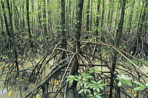 Mangrove (Avicennia sp) forest, Noah Creek, Daintree National Park, Queensland, Australia