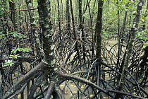 Mangrove (Avicennia sp) forest, Cairns, Queensland, Australia