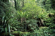 Undergrowth in temperate rainforest, Lamington National Park, Queensland, Australia