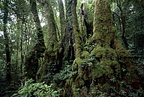 Antarctic Beech (Nothofagus moorei) trees in temperate rainforest, Lamington National Park, Queensland, Australia