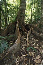 Buttress roots, rainforest, Daintree National Park, Queensland, Australia