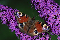 Peacock Butterfly (Inachis io) on buddleia flowers in garden, England