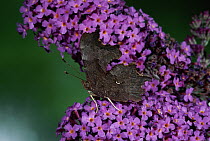 Comma (Polygonia c-album) showing underwing on Buddleia flowers in garden, England
