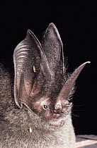 Gothic Bat (Lonchorhina aurita) rainforest, Costa Rica
