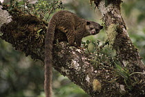 Olingo (Bassaricyon gabbii) in tree, side view, Monteverde Cloud Forest Reserve, Costa Rica