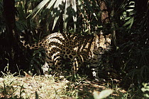 Jaguar (Panthera onca) camouflaged in rainforest, Belize