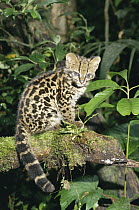 Margay (Leopardus wiedii) kitten in rainforest, Costa Rica