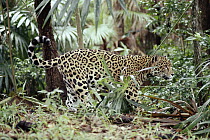 Jaguar (Panthera onca) in the rainforest, Belize