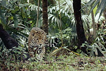 Jaguar (Panthera onca) stalking in the rainforest, Belize