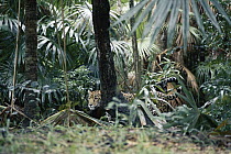 Jaguar (Panthera onca) hunting in the rainforest, Belize