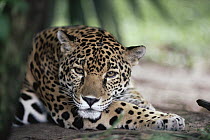 Jaguar (Panthera onca) hunting in the rainforest, Belize