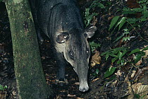Baird's Tapir (Tapirus bairdii) in the rainforest, Costa Rica