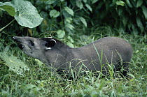 Brazilian Tapir (Tapirus terrestris) foraging in the Amazon rainforest, Peru