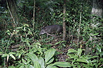 Brazilian Tapir (Tapirus terrestris) in the Amazon rainforest, Peru
