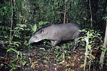 Brazilian Tapir (Tapirus terrestris) in the rainforest, Peru