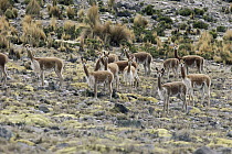 Vicuna (Vicugna vicugna) herd, Pampa Galeras Nature Reserve, Cordillera Blanca Peru