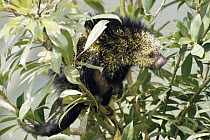 Prehensile-tailed Porcupine (Coendou mexicanum) in the rainforest, Costa Rica