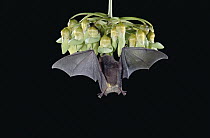 Underwood's Long-tongued Bat (Hylonycteris underwoodi) visiting Mucuna flowers, cloud forest, Costa Rica
