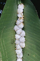 Honduran White Bat (Ectophylla alba) roosting under Heliconia leaf, bats chewed sides of midrib causing leaf to collapse and provide shelter, rainforest, Costa Rica