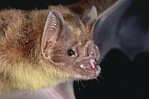 Vampire Bat (Desmodus rotundus) portrait, Costa Rica
