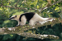 Northern Tamandua (Tamandua mexicana) in the rainforest, Costa Rica