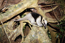 Northern Tamandua (Tamandua mexicana) in the rainforest, Costa Rica