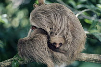 Hoffmann's Two-toed Sloth (Choloepus hoffmanni) mother and baby in cloud forest ecosystem, Costa Rica