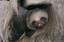 Hoffmann's Two-toed Sloth (Choloepus hoffmanni) sleeping baby, cloud forest ecosystem, Costa Rica