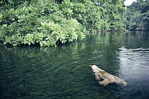 Brown-throated Three-toed Sloth (Bradypus variegatus) male swimming, rainforest, Panama