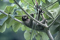 Brown-throated Three-toed Sloth (Bradypus variegatus) female in a Cecropia tree, rainforest, Panama