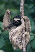 Brown-throated Three-toed Sloth (Bradypus variegatus) female in rainforest, Panama