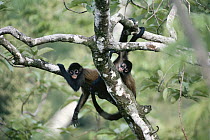 Black-handed Spider Monkey (Ateles geoffroyi) group in rainforest, Panama