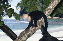 White-faced Capuchin (Cebus capucinus) monkey, on tree trunk, Manuel Antonio National Park, Costa Rica