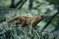 Kinkajou (Potos flavus) in the rainforest, Costa Rica