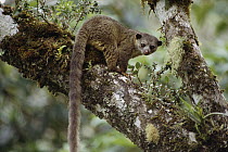 Kinkajou (Potos flavus) has a prehensile tail, rainforest Costa Rica