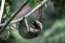 Brown-throated Three-toed Sloth (Bradypus variegatus) male sunbathing in the rainforest, Panama