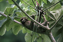 Brown-throated Three-toed Sloth (Bradypus variegatus) male sunbathing in the rainforest, Panama
