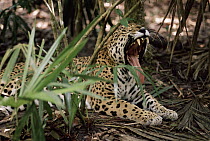 Jaguar (Panthera onca) yawning, Central and South America