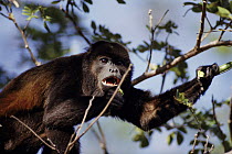 Mantled Howler Monkey (Alouatta palliata) feeding, dry forest, Guanacaste National Park, Costa Rica