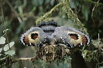 Sunbittern (Eurypyga helias) adult in nest in threat display, Costa Rica