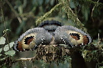 Sunbittern (Eurypyga helias) adult in nest in threat display, Costa Rica