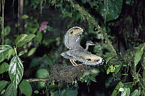 Sunbittern (Eurypyga helias) chick in defensive thereat display in nest, Costa Rica