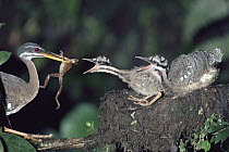 Sunbittern (Eurypyga helias) adult feeding frog to chicks in nest, Costa Rica