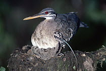 Sunbittern (Eurypyga helias) adult with chick eating lizard in nest, Costa Rica
