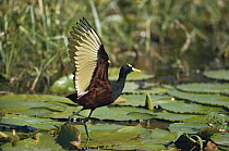 Northern Jacana (Jacana spinosa) note spur on wing, Costa Rica