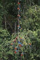 Red and Green Macaw (Ara chloroptera) on forest liana rainforest, Manu National Park, Peru