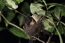 Slaty Antwren (Myrmotherula schisticolor) female at nest with young, Monteverde Cloud Forest Reserve, Costa Rica