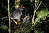 Slaty-backed Nightingale-thrush (Catharus fuscater) adult at nest with begging chicks, Monteverde Cloud Forest Reserve, Costa Rica