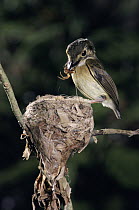 White-throated Spadebill (Platyrinchus mystaceus) with food at nest, Monteverde Cloud Forest Reserve, Costa Rica
