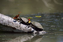 Yellow-spotted Amazon River Turtle (Podocnemis unifilis) pair on log with butterflies, Manu National Park, Peru